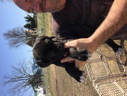 Mastiff puppies for sale in iowa