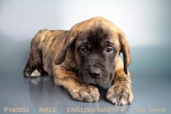 Beautiful Brindle English Mastiff named Brownie