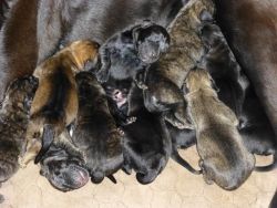 Mastador Puppies (Mastiff/Lab)