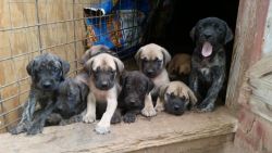 English mastiff pups