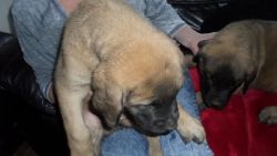 Mastiffs Puppies For Sale