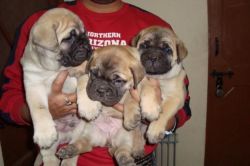 English Mastiff Puppies Now Ready For A Good Home