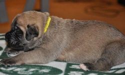 Mastiff Puppies For Your Home****