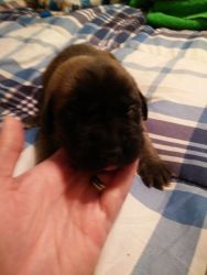 AKC English Mastiff puppies for sale
