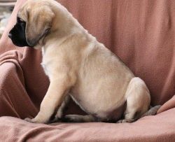 adorable little english mastiff