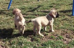 Two CKC Reg Bullmastiff Puppies Ready Now For Sale