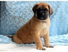 English mastiff puppies for sale this x mass