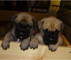 Cute Boys and Girls English mastiff puppies