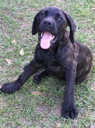 akc dark brindle male english mastiff pup 12 weeks (service dog candid