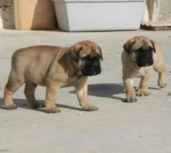 Pure breed Mastiff puppies for sale