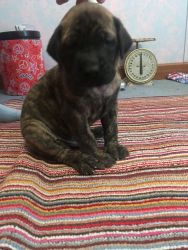 English Mastiff puppies for sale born 4/9/17