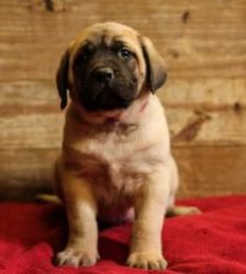 Cute Bull mastiff puppies for sale $500