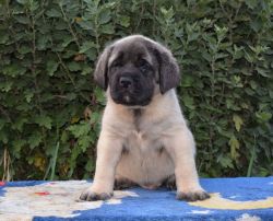 hdgds Charming Bull Mastiff puppies for sale $500