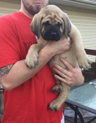 mastiff will health vaccine still available with short