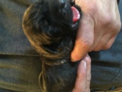 Brindle English Mastiff Puppies For Sale