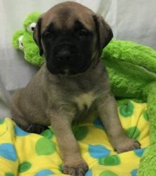 MASTIFF puppies for adoption