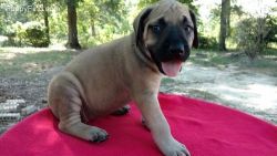 Gorgeous English Mastiff Puppies AKC Registered