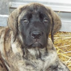 Akc English mastiff puppys for sale.