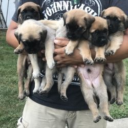 English mastiff puppies for sale.