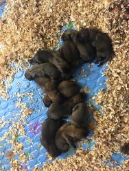 CKC english mastiff pups for sale