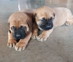 Akc Registered Adorable English Mastiff Puppies