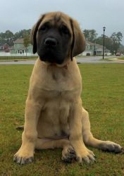 Pure Bred Mastiff Puppies For Salw Now