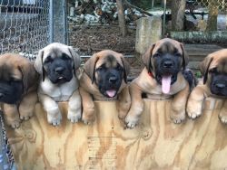 AKC Registered English Mastiff puppies