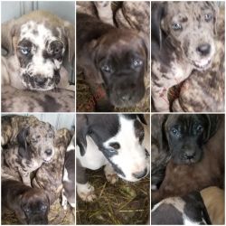Mastiff/daniff pups ready for their forever homes