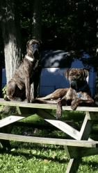 Mastiff puppies for sale