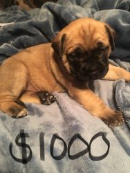 Daniff pups for sale