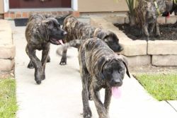 Akc English mastiff puppies for sale