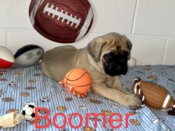AKC Mastiff Puppies Ready for New Homes 1/8/2020