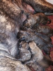 AKC English Mastiff Puppies Born 3-9-2020