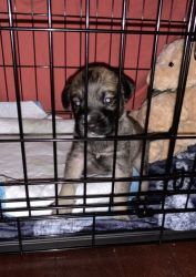 CUTE PUPPY LONDON FOR SALE