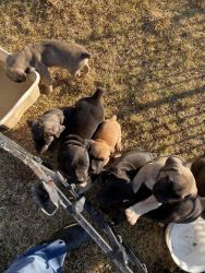 8 Puppies for Sale