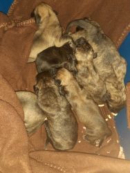 AKC English Mastiff Puppies Born 1/19/2021