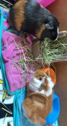 2 guinea pigs for sale