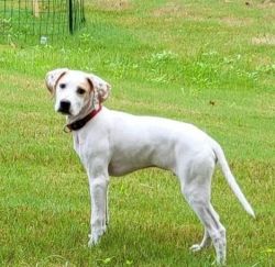 Pure breed English pointer