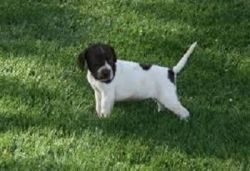 Lovely Male/female English Pointers Puppies