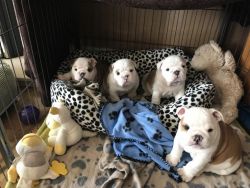 Beautiful Kc Reg British Bulldog Puppies For Sale