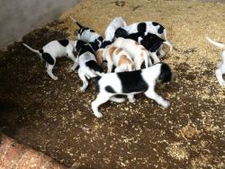 English Pointer Pups For Sale
