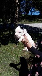 English Setter pups for sale
