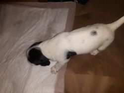 English setter pointer puppies black and white