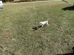Registered English Setter Puppies