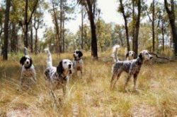 English Setters -Very Good Lined