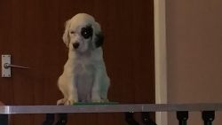 English Setter puppies for adoption