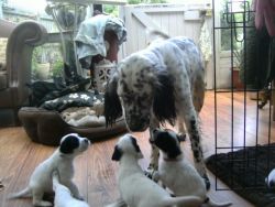 Enlish Setter puppies for sale
