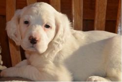 Nice gorgeous English Setter puppies