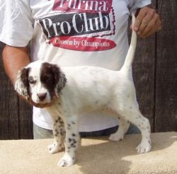 Affectionate English Setter Puppies For Sale