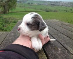 Colliesetters English Setter X Border Collie